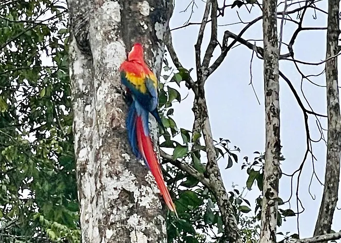 An Abundance Of Wildlife At Jungle Glory Home Abajo