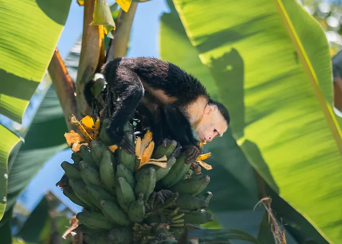 An Abundance Of Wildlife At Jungle Glory Home Abajo